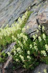 Partridgefoot
