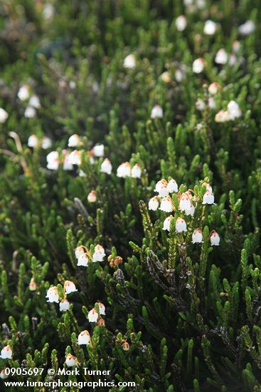 Cassiope mertensiana