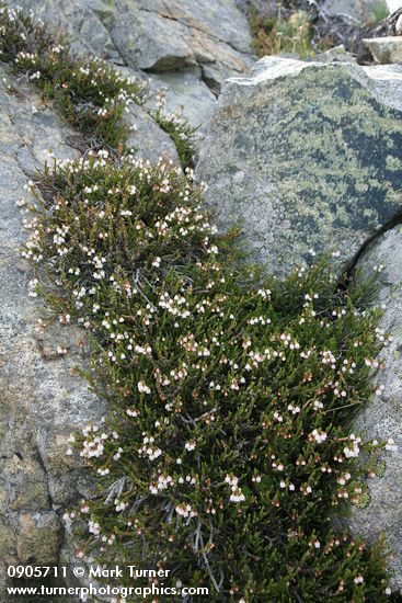 Cassiope mertensiana