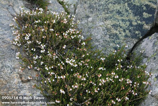 Cassiope mertensiana