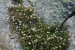 White Heather