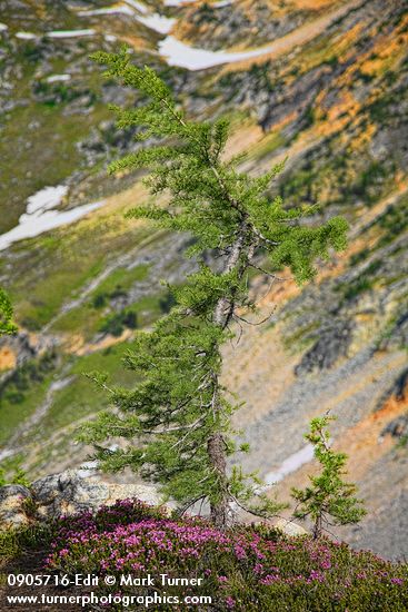 Larix lyallii; Phyllodoce empetriformis