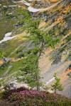 Subalpine Larch w/ Pink Mountain-heather