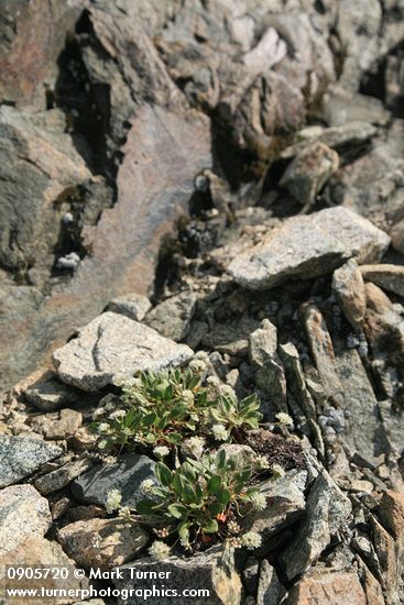 Eriogonum pyrolifolium