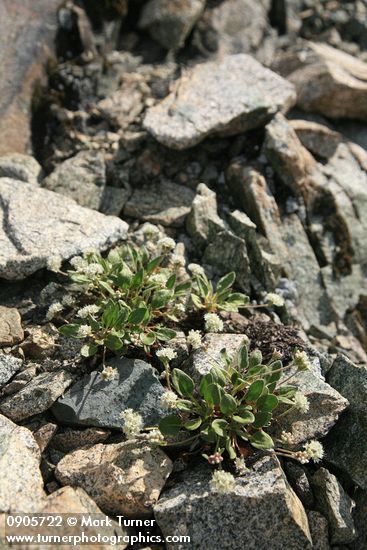 Eriogonum pyrolifolium