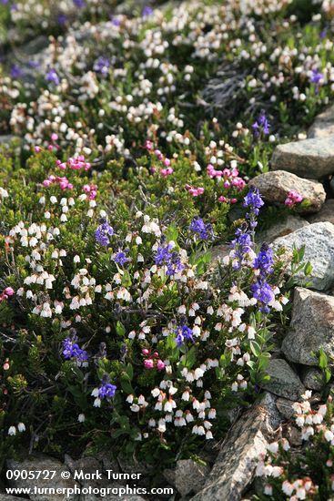 Cassiope mertensiana; Veronica cusickii