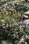White Heather w/ Cusick's Speedwell