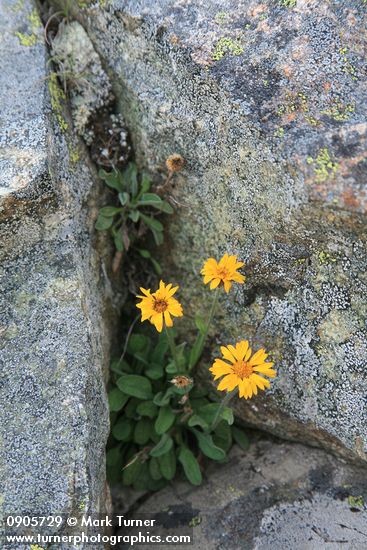 Erigeron aureus