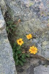 Alpine Gold Daisy  in rock crack