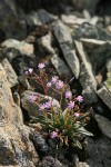 Columbia Lewisia