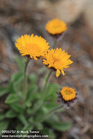 Erigeron aureus