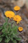Alpine Gold Daisy