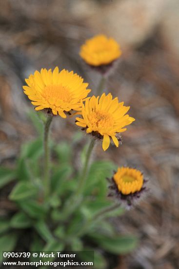 Erigeron aureus