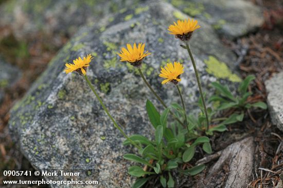 Erigeron aureus