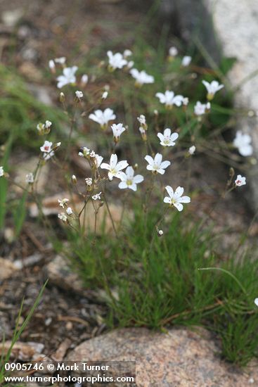 Arenaria capillaris