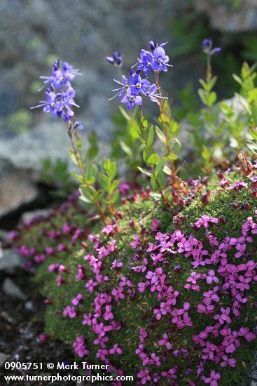 Silene acaulis; Veronica cusickii