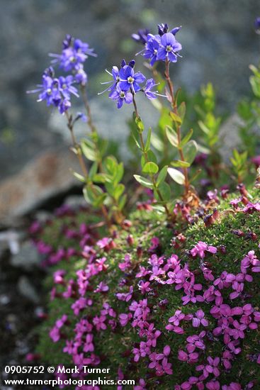 Silene acaulis; Veronica cusickii