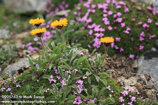 Silene acaulis; Erigeron aureus