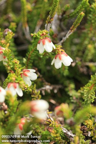 Harrimanella stelleriana (Cassiope stellariana)