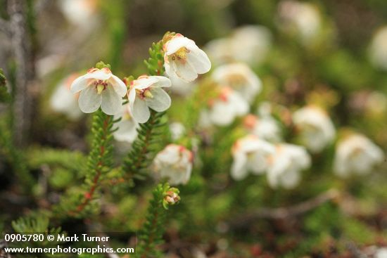 Harrimanella stelleriana (Cassiope stellariana)