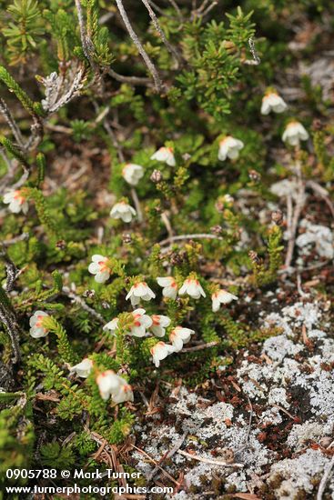 Harrimanella stelleriana (Cassiope stellariana)
