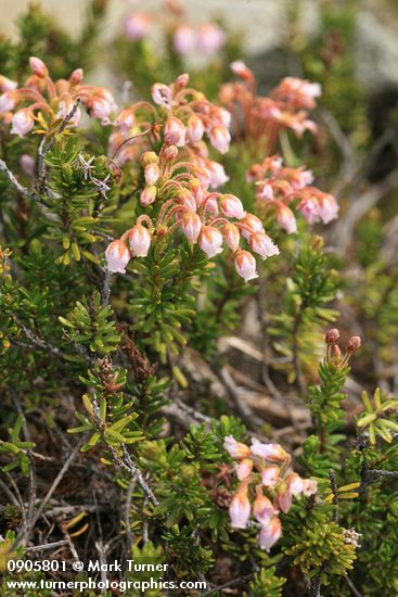 Phyllodoce ×intermedia
