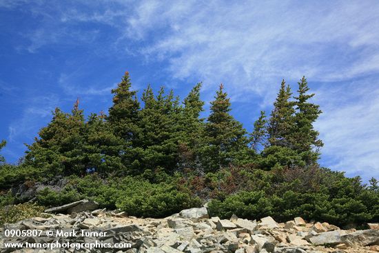 Abies lasiocarpa