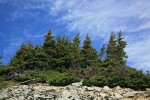 Subalpine Fir krummholz