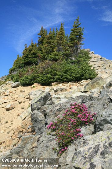 Phyllodoce empetriformis; Abies lasiocarpa