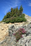 Pink Mountain-heather among talus below Subalpine Fir krummholz