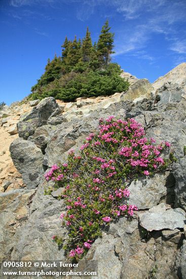 Phyllodoce empetriformis; Abies lasiocarpa