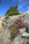 Pink Mountain-heather among talus w/ Subalpine Fir krummholz soft bkgnd