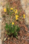 Alpine Hawkweed