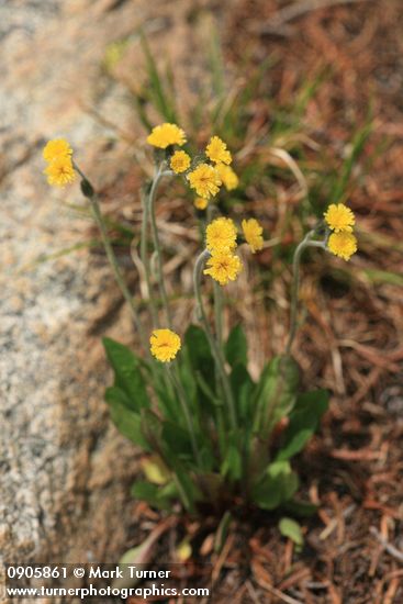 Hieracium triste