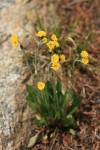 Alpine Hawkweed