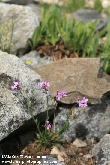 Arabis lyallii