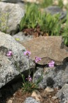 Lyall's Rockcress