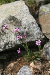 Lyall's Rockcress