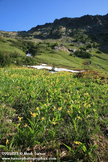 Erythronium grandiflorum