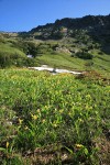 Glacier Lilies in meadow of Copper Creek basin