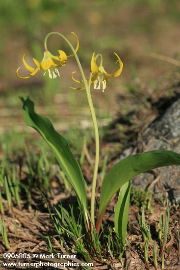 Erythronium grandiflorum