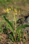 Glacier Lily