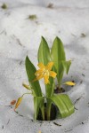 Glacier Lily blooming through melting snow