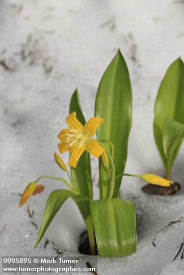 Erythronium grandiflorum