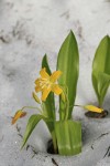 Glacier Lily blooming through melting snow