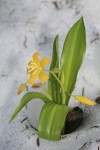 Glacier Lily blooming through melting snow