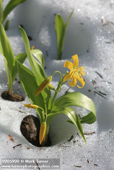 Erythronium grandiflorum