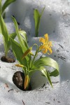 Glacier Lily blooming through melting snow