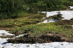 Glacier Lilies blooming in meadow, surrounded by melting snow