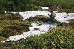 Glacier Lilies blooming in meadow around melting snow